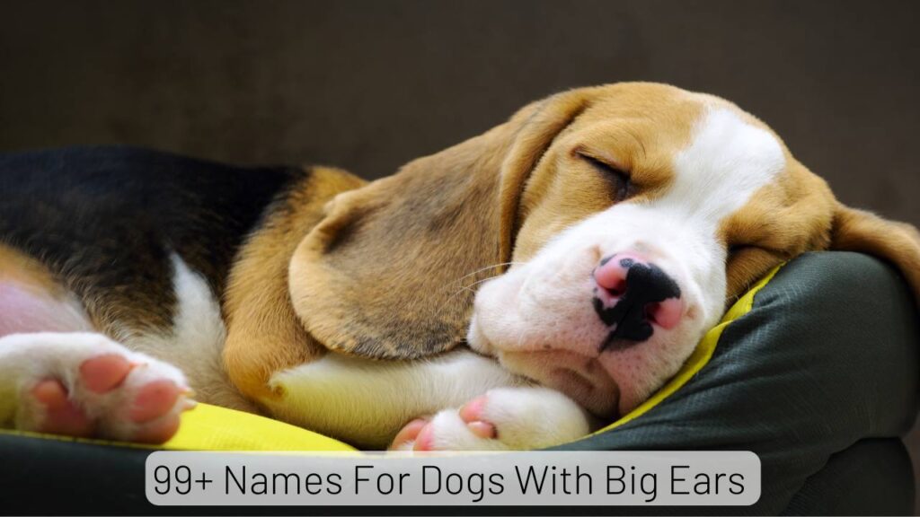 Names For Dogs With Big Ears
