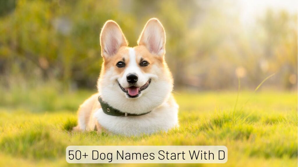 Dog Names Start With D 
