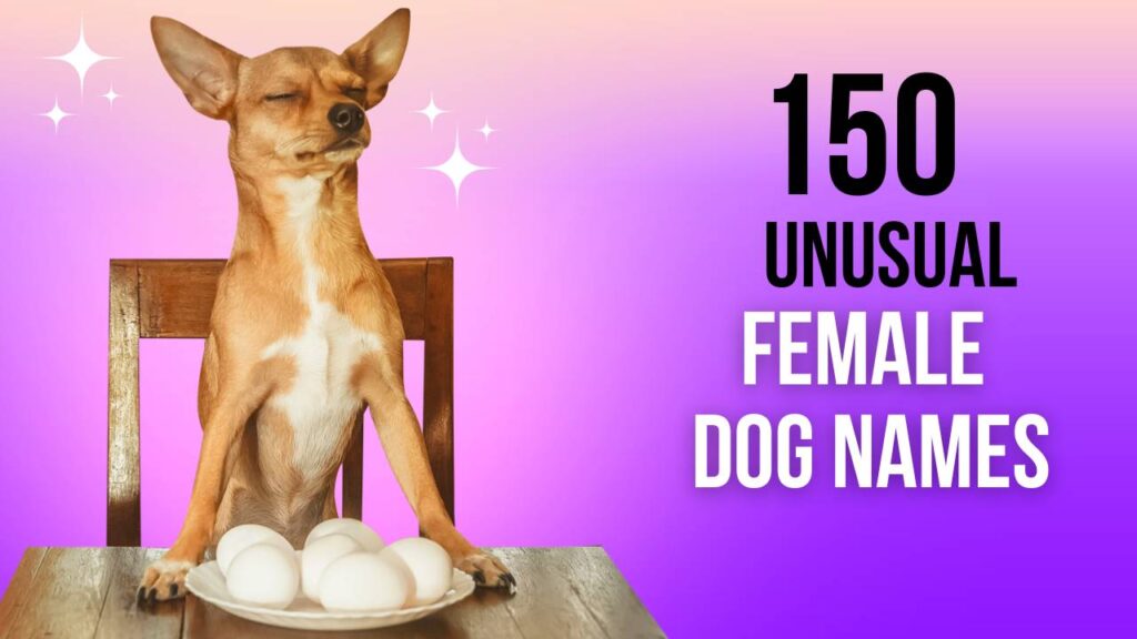 Unusual Female Dog Names