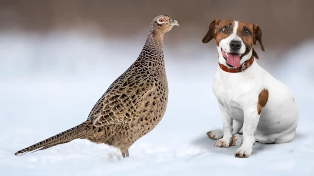 Pheasant Hunting Dog
