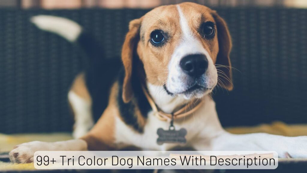 Tri Color Dog Names