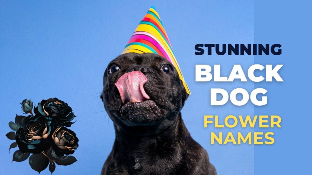 Black Dog Flower Names